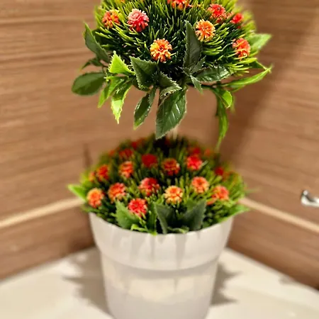 Sunshine Sf. Constantin și Elena