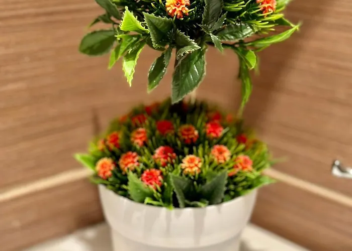 Sunshine Sveti Konstantin